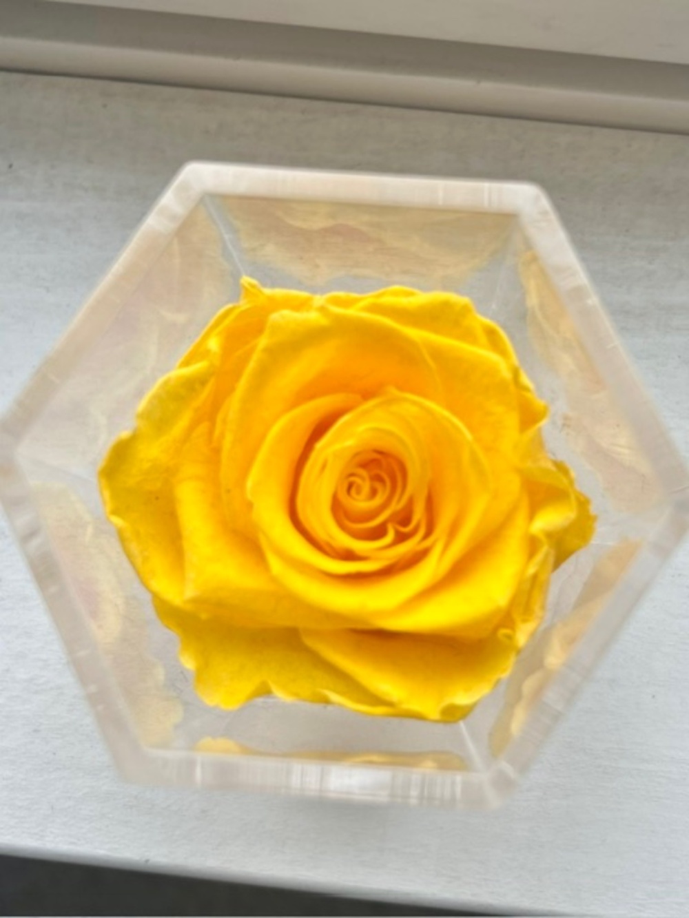 Venus Et Fleur Le Petit Single Rose - Yellow